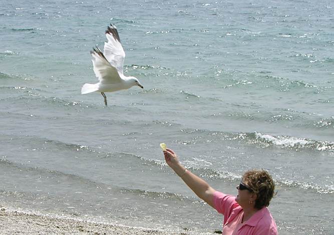Feeding a ring billed gull on Mackinac Island