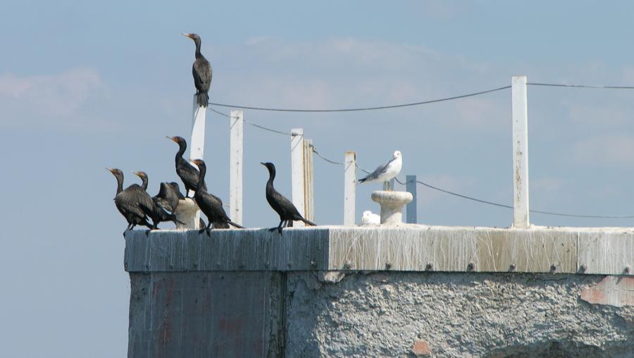 cormorants