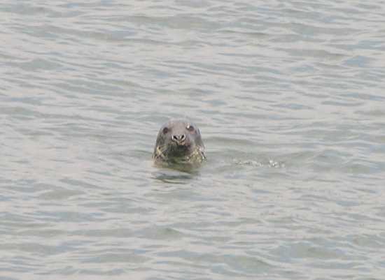 Grey Seal