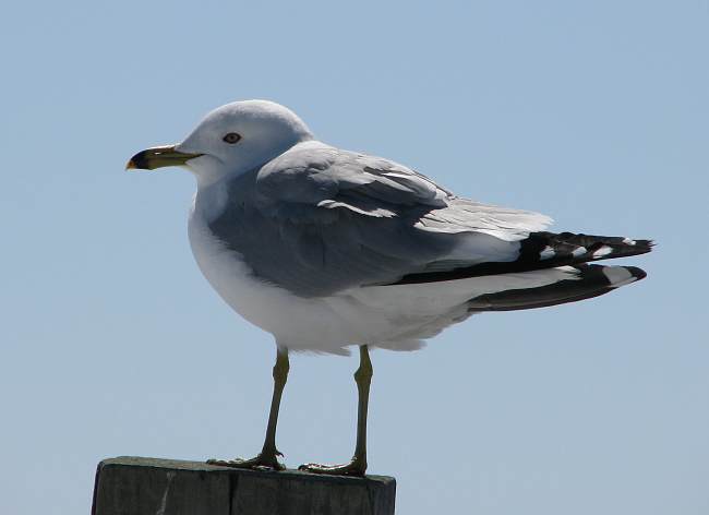 Ring Billed Gull