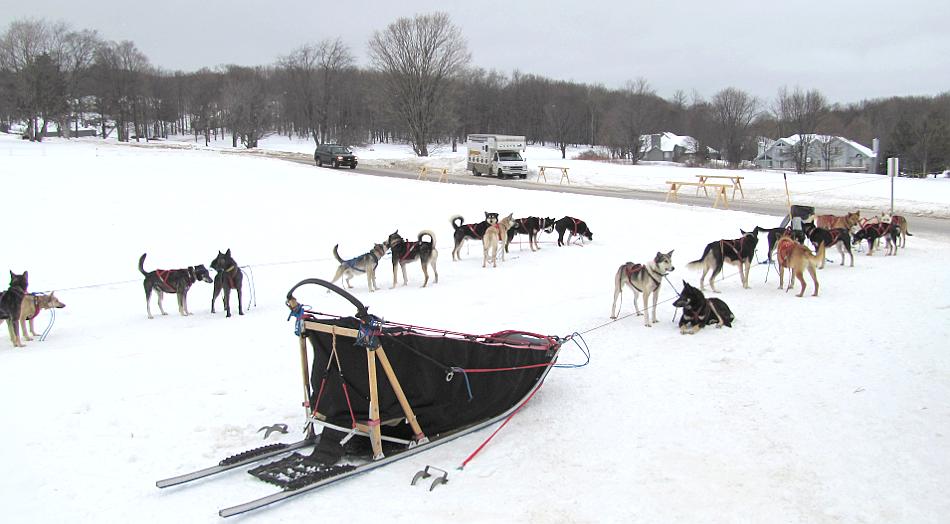 Dog sled team waiting for tour at Boyne Highalnds near Harbor Springs
