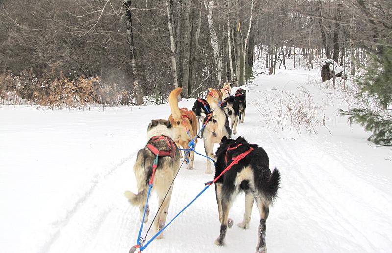 sled dogs entering the woods at Boyne Highlands