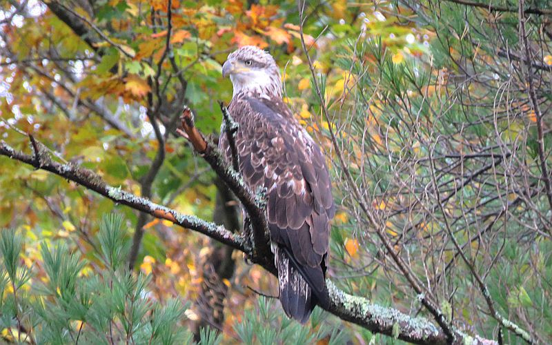 Bald Eagle on the Cocheco River