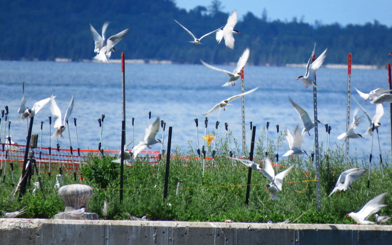 Common terns at US Coast Guard Station St. Ignace