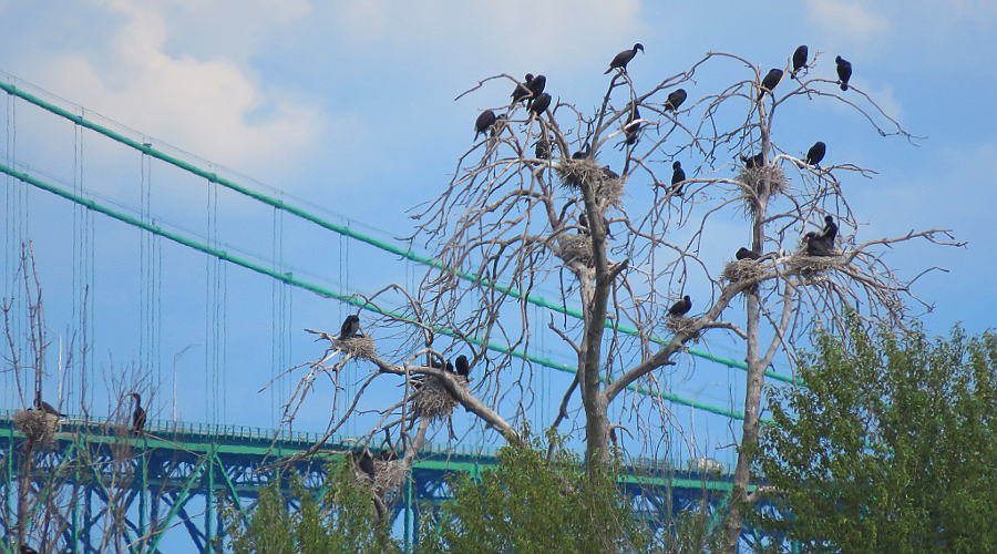 Double-crested Cormorants and the Mackinac Bridge