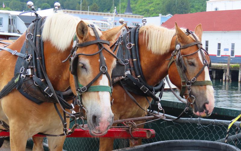 Dray Horses on the Coal Dock - Mackinac Island, Michigan