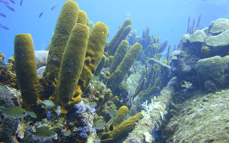 Tube sponge on the Antilla shipwreck