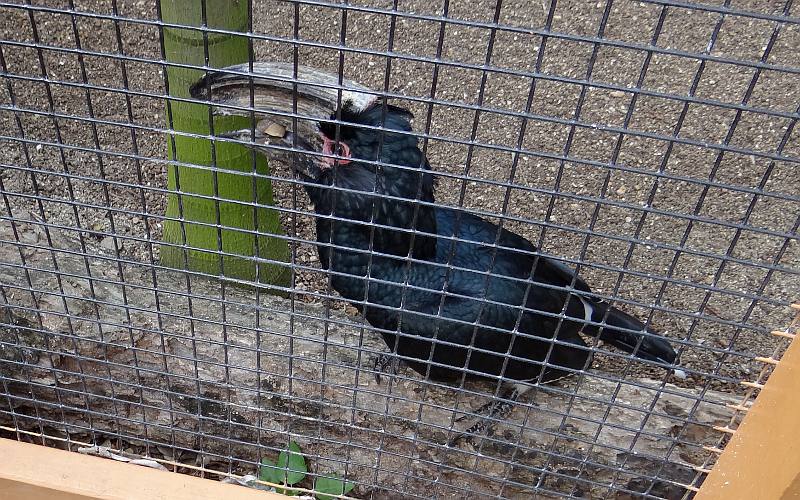 Trumpeter Hornbills