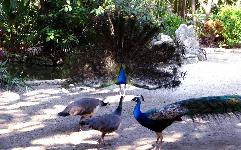 Peacock display at Ardastra Gardens and zoo