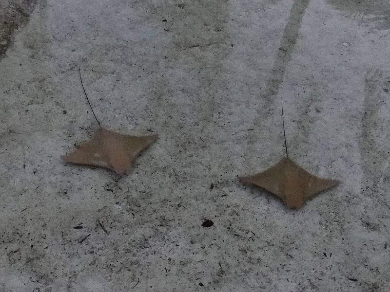 Cownose rays in the Atlantis Stingray Lagoon