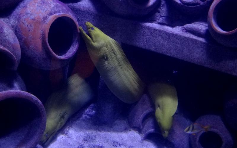 Moray eel exhibit in The Dig at Atlantis in Nassau