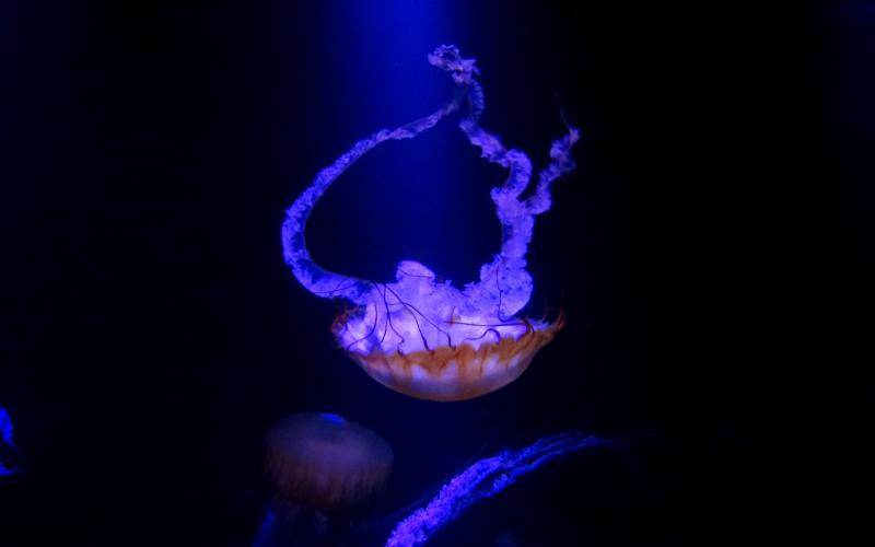 Jellyfish in The Dig at Atlantis