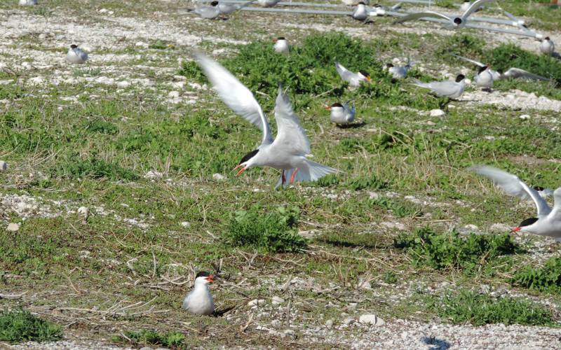 Common Terns - St. Ignace, Michigan