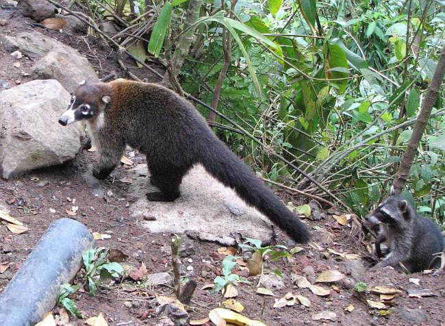 White-nosed Coati (Nasua nasua)