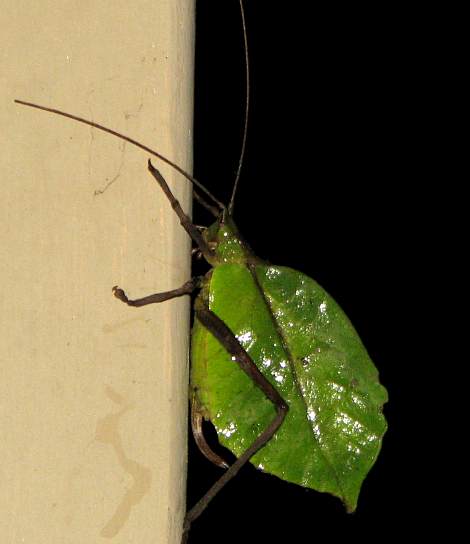 green leaf mimic katydid