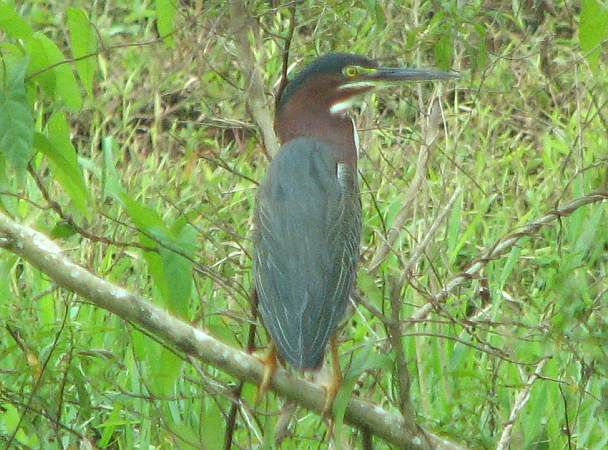 Green Heron (Butorides virescens)