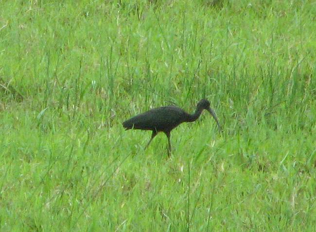 Green Ibis (Mesembrinibis cayennensis)