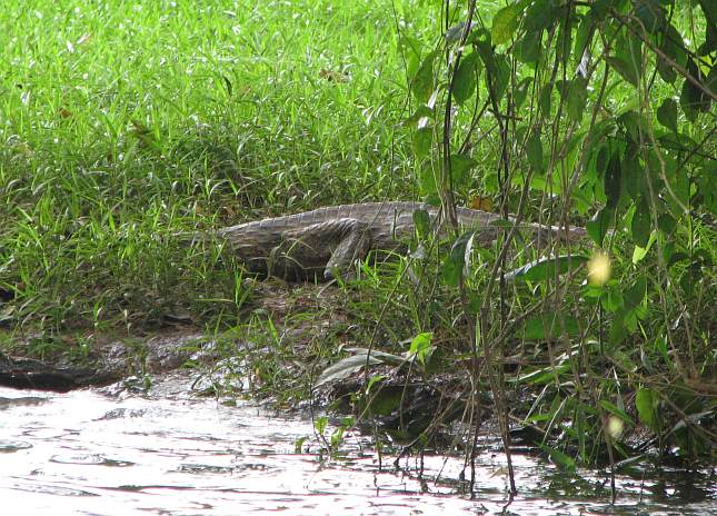 Spectacled Caiman (Caiman crocodilus)