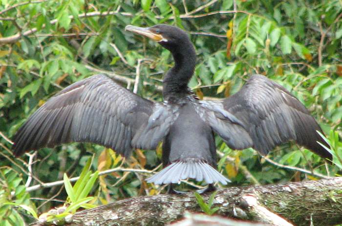 Neotropic Cormorant