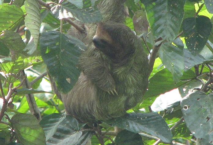 Three Toed Sloth (Bradypus variegatus).