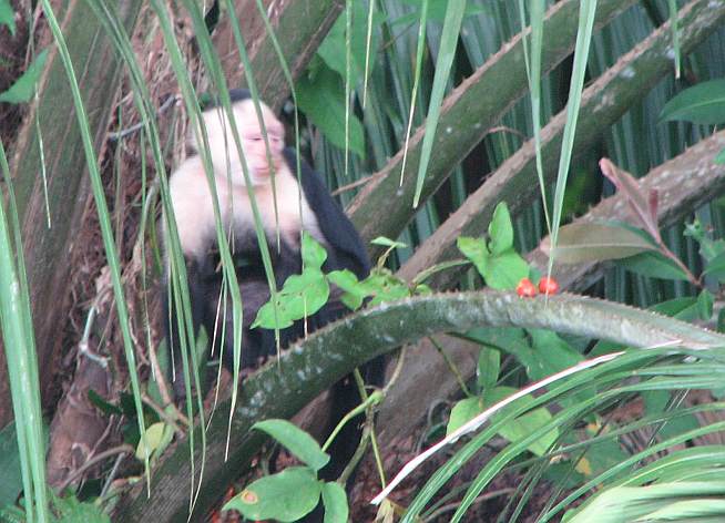 White-faced Capuchin monkey