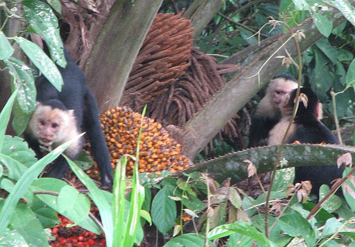 White-faced capuchins (Cebus capucinus)