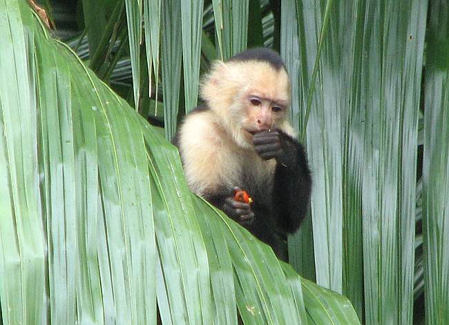 White-faced capuchin (Cebus capucinus)