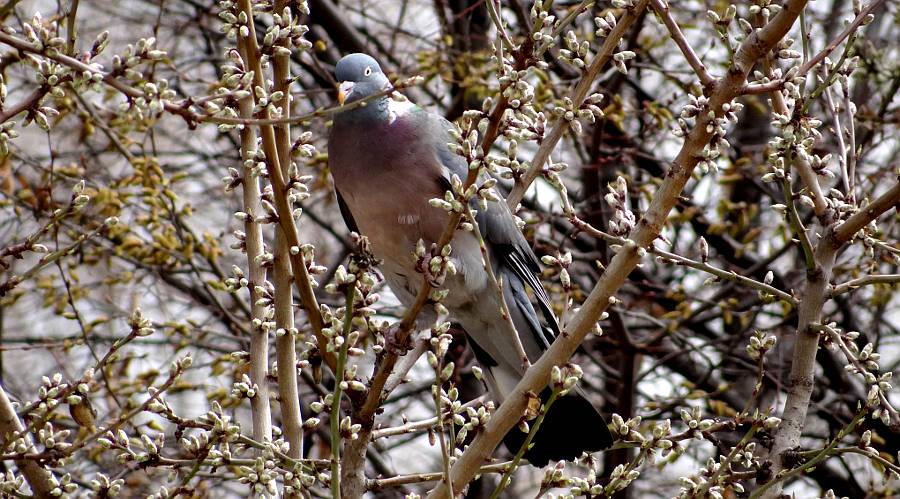 Common Woodpigeon - Madrid, Spain