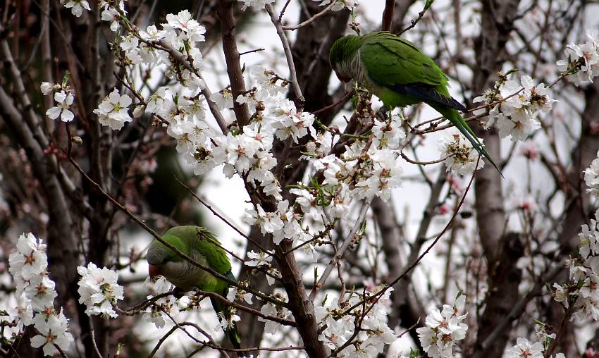 Monk Parakeets in Parque del Retiro in Madrid, Spain