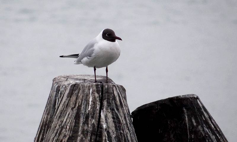 Black-headed Gull