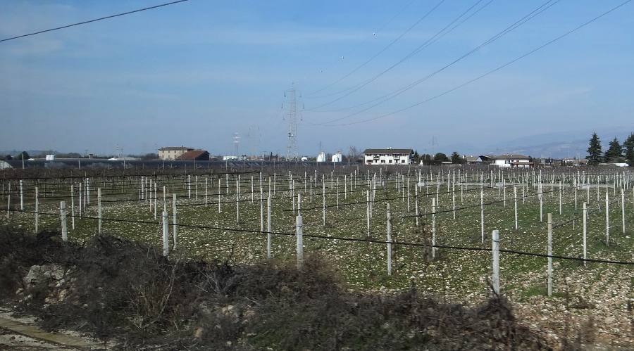 Verona, Italy grape arbors