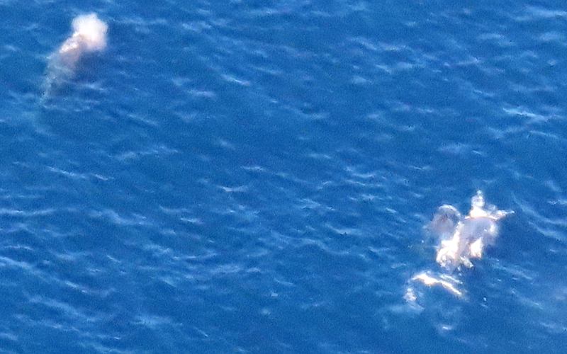 Humbback Whales from helicopter