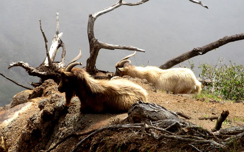 Wikd goats at Waimea Canyon