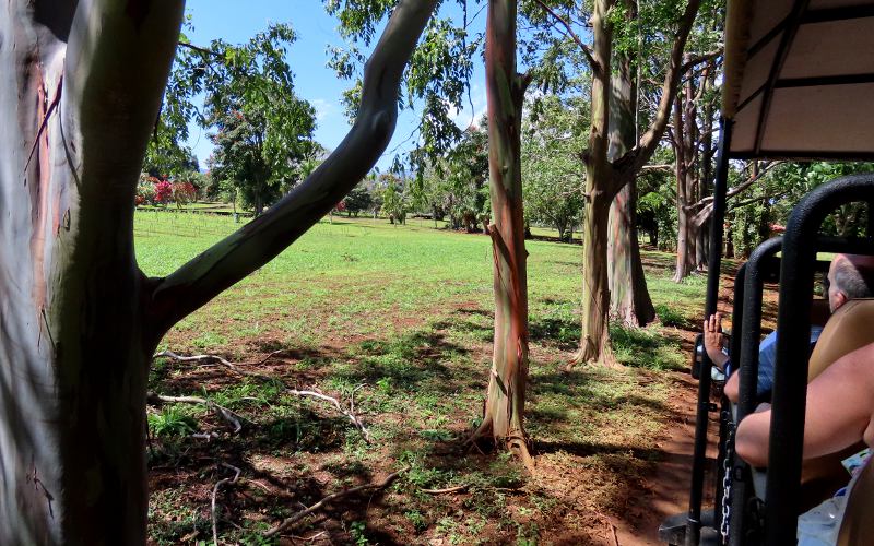 Eucalyptus deglupta - Kilohana Plantation, Kauai