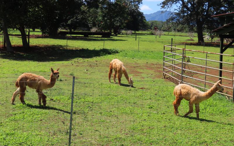 Alpacas at Kilohana Plantation in Kauai, Hawaii