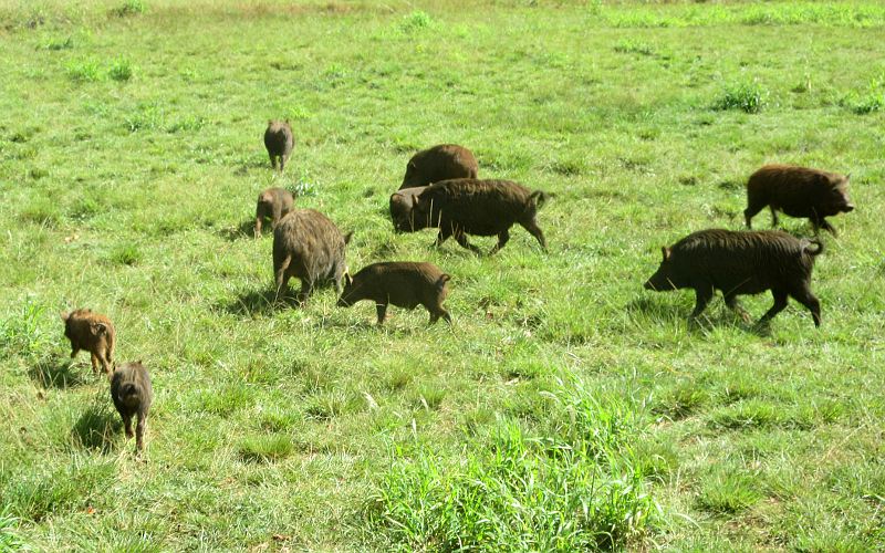 Wild pigs at Kilohana Plantation