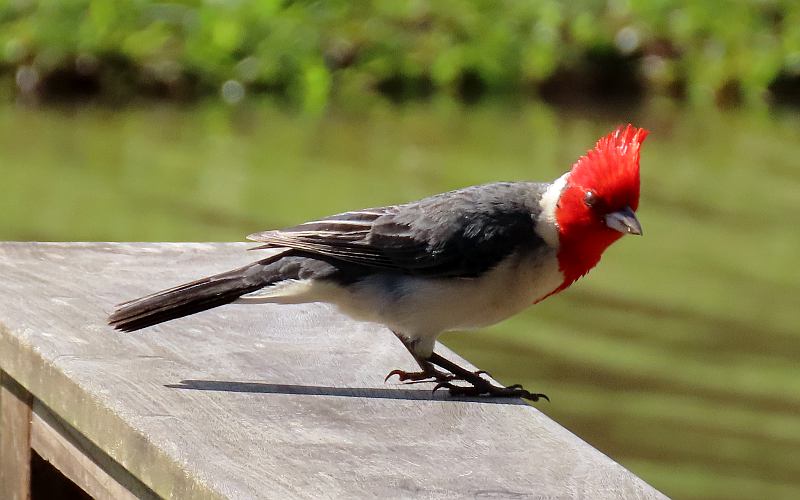 Red-crested cardinal