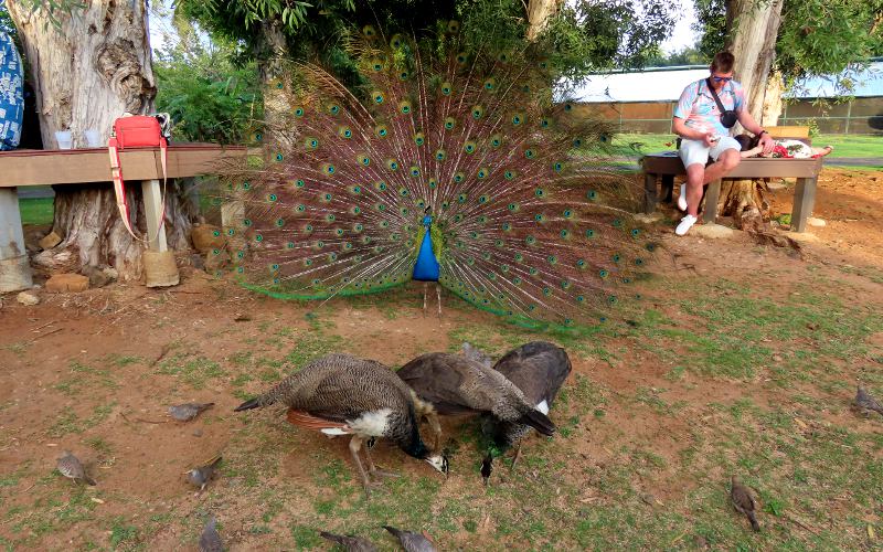 Peacock display