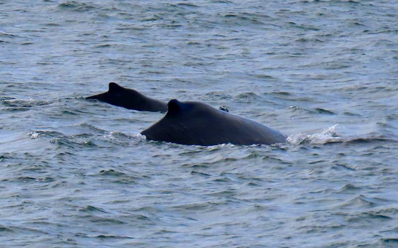 Humpback whale calf and cow - Maui Whale Cruise