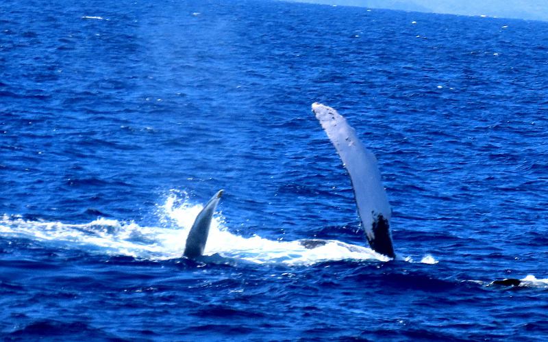 Humpback whale lluke and flipper