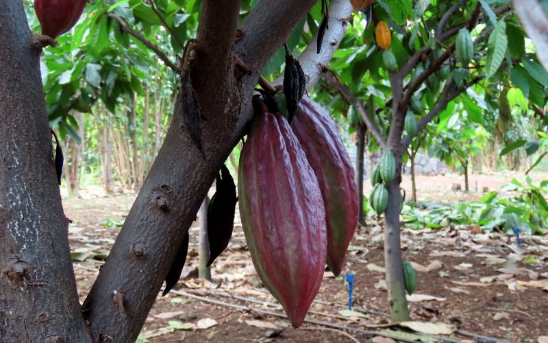Cocoa beans in the cacao grove