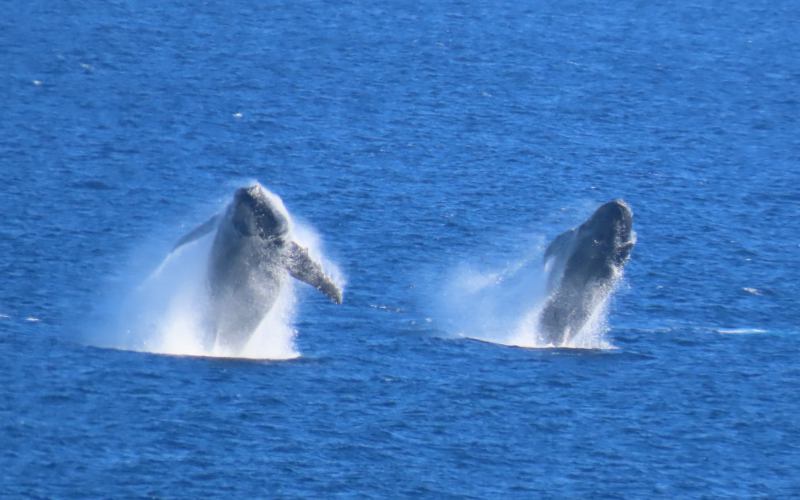 Mother and calf whales