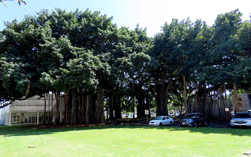 Banyan Tree, Hawaii State Capitol, Honolulu
