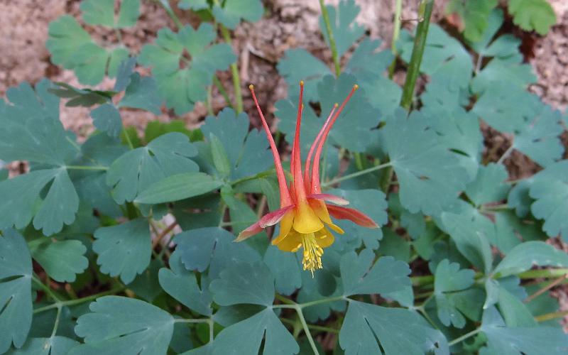 Golden Columbine - Zion National Park