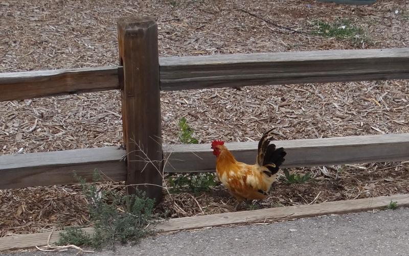 Chicken at Zion Mountain Resort