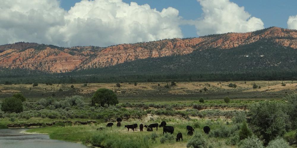 Utah Cattle