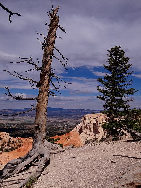 Weathered pine trees in Bryce National Park