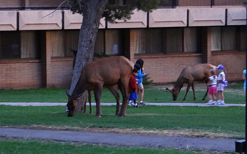 Wild elk and people