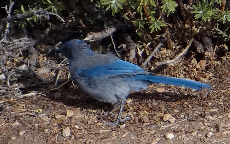 Pinyon Jay - Grand Canyon National Park