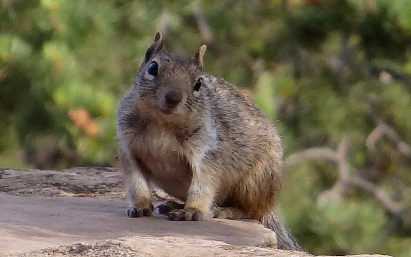 Rock Squirrel - Grand Canyon National Park